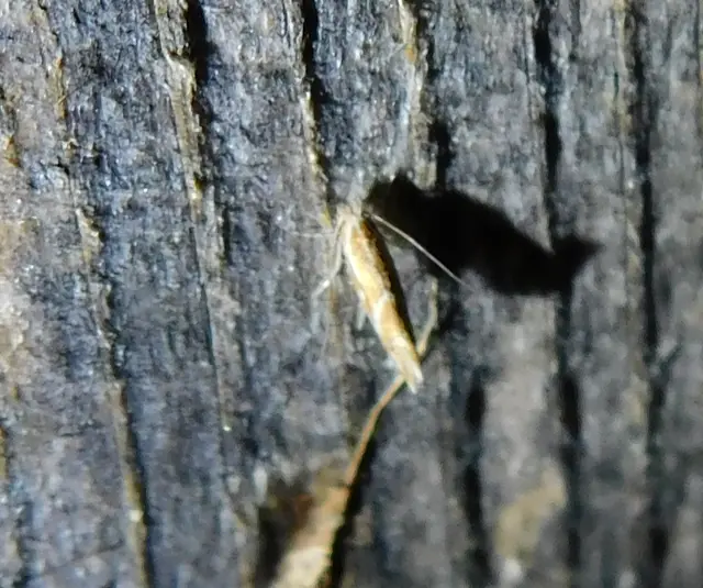 Gracillariidae - keskenyszárnyú molylepkefélék