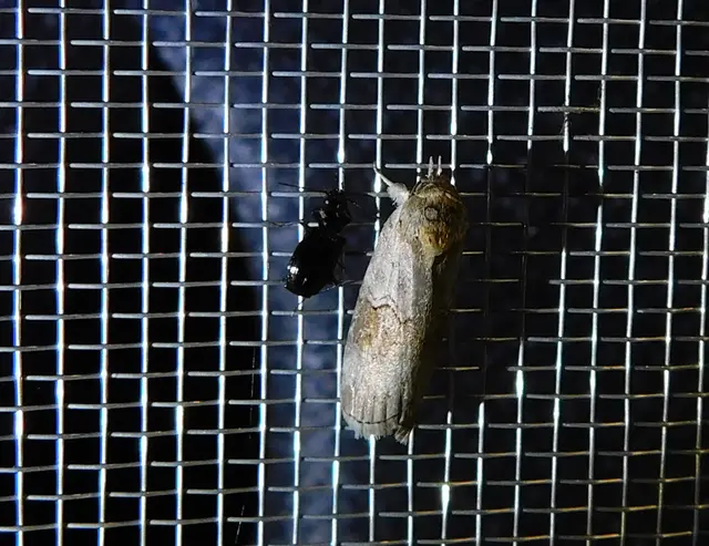 nyárfa-trapézbagoly - Nycteola asiatica