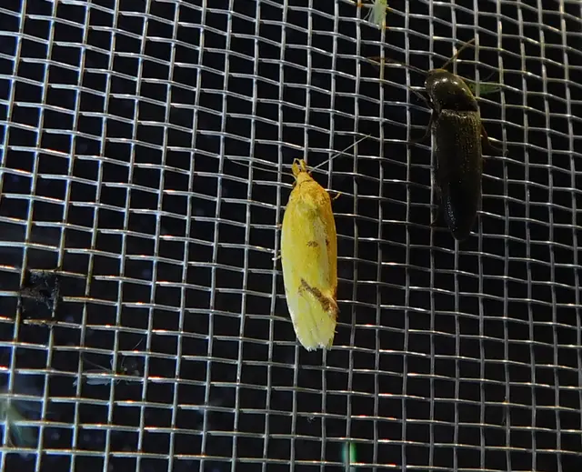 Agapeta hamana - közönséges sárgamoly