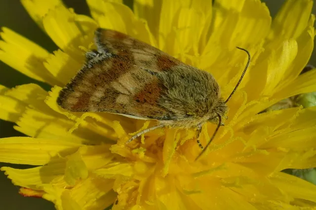 Schinia cardui - keserűgyökér-nappalibagoly