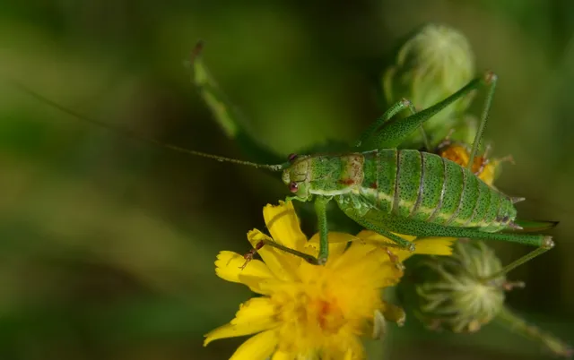 Leptophyes albovittata - közönséges virágszöcske