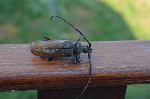 Aegosoma scabricorne - diófacincér