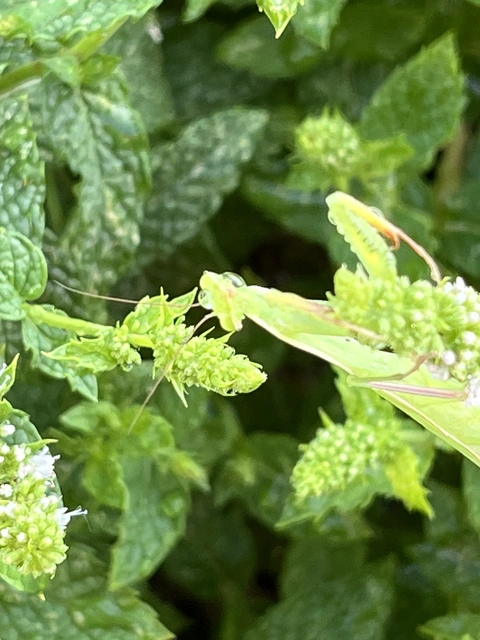Mantis religiosa - imádkozósáska