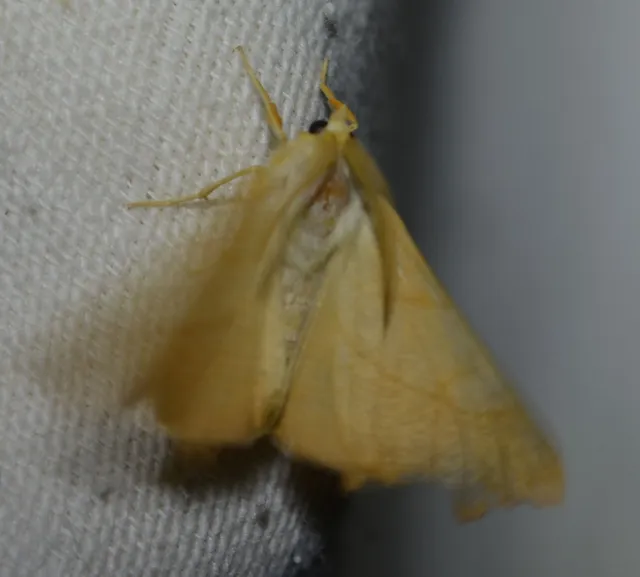 Ennomos fuscantaria - kőris-levélaraszoló