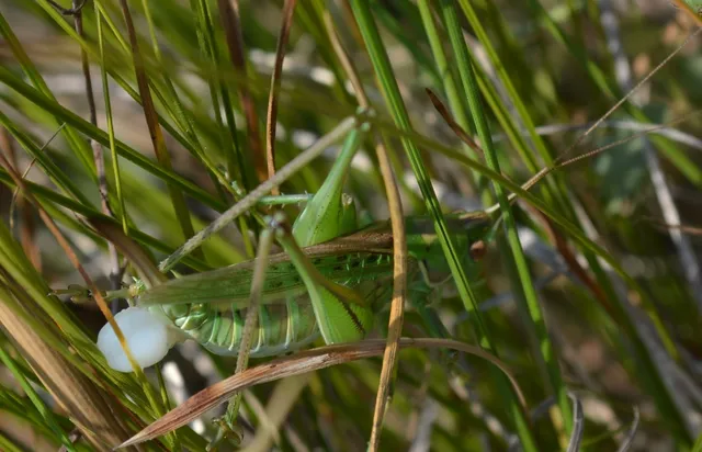 Gampsocleis glabra - tőrös szöcske