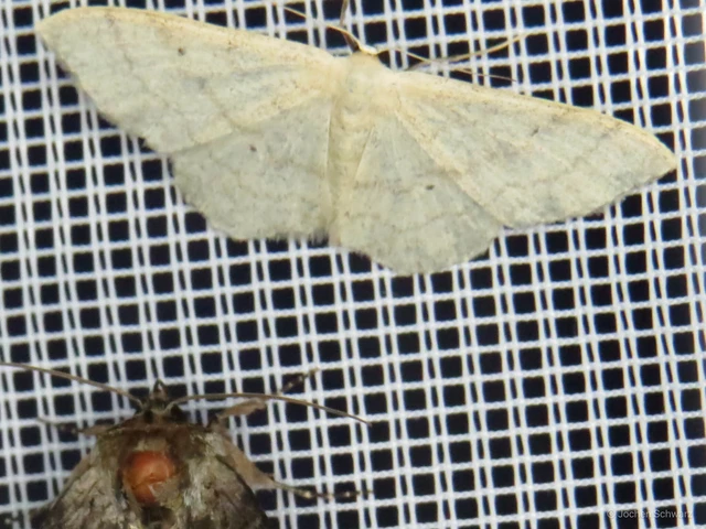 Idaea straminata - szalmasárga sávosaraszoló