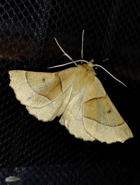 Crocallis elinguaria - sárga sávosaraszoló