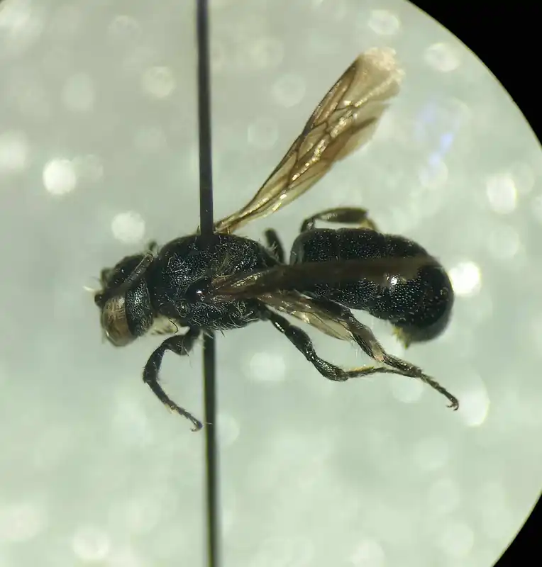 Chelostoma rapunculi