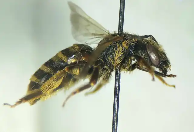 Halictus scabiosae