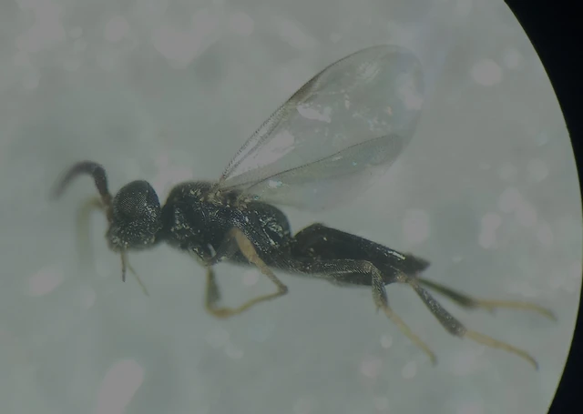 Gonatopus