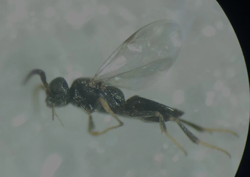 Gonatopus