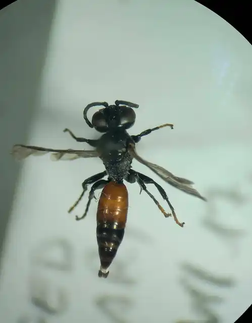Tachysphex panzeri