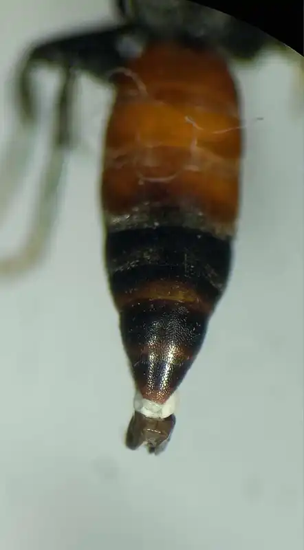 Tachysphex panzeri