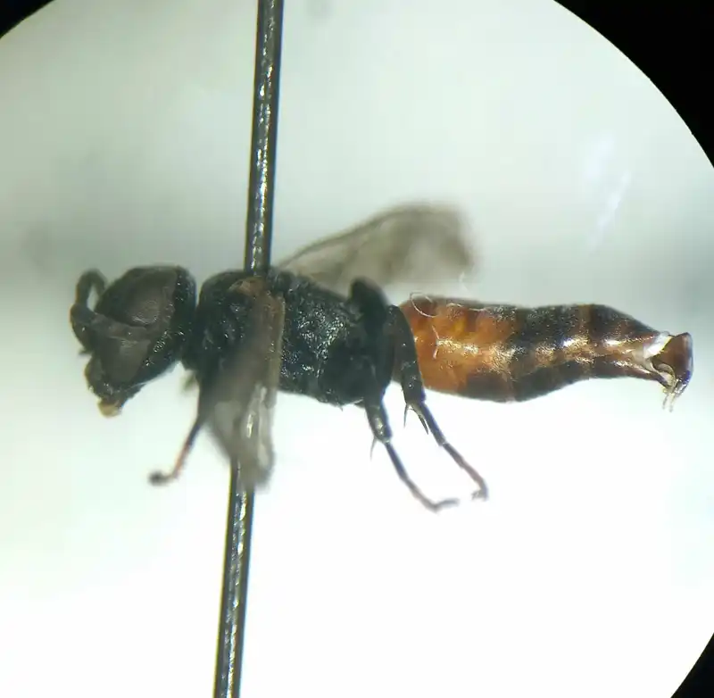 Tachysphex panzeri