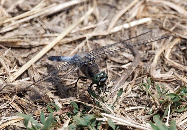 Orthetrum cancellatum - feketefarkú pásztorszitakötő