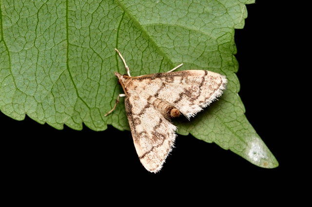 Metasia ophialis - kígyósávos tűzmoly