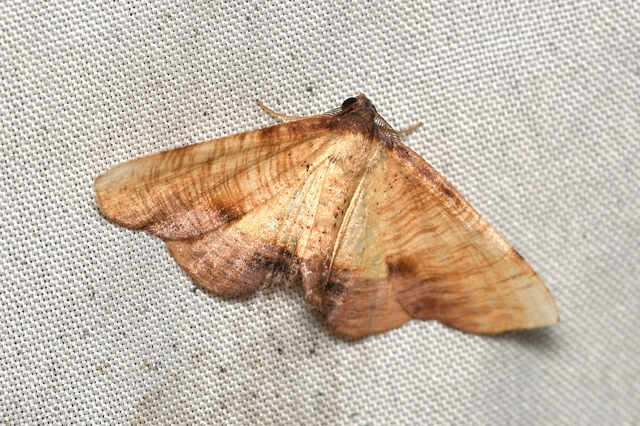 Plagodis dolabraria - baltaszárnyú araszoló