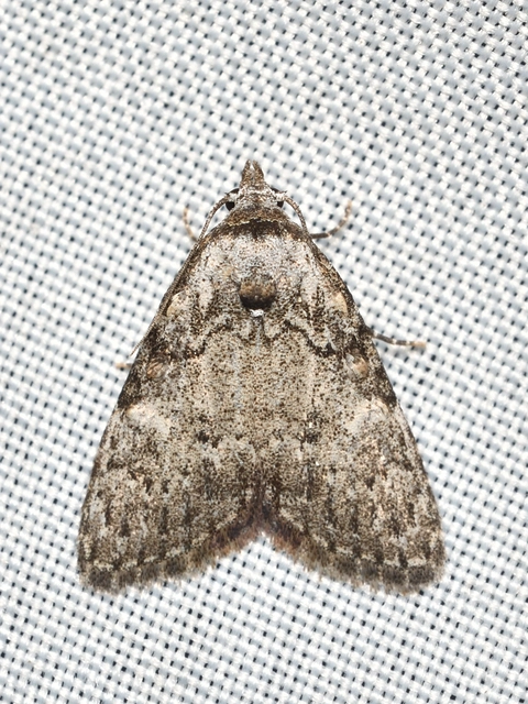 Meganola strigula - hamvas pamacsosszövő