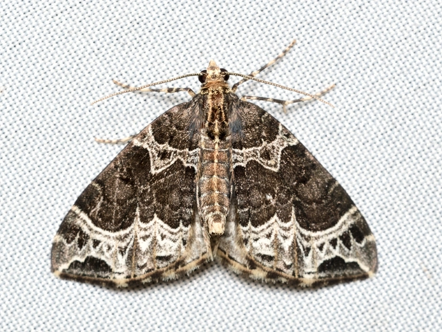 Ecliptopera silaceata - barna tarkaaraszoló