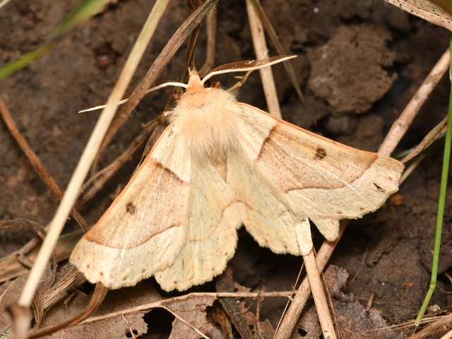 Crocallis elinguaria - sárga sávosaraszoló