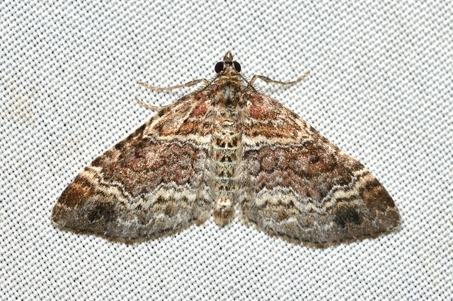 Xanthorhoe spadicearia - sávos tarkaaraszoló