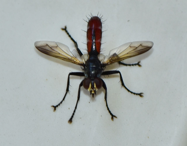 Cylindromyia