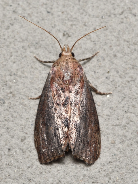 Galleria mellonella - nagy viaszmoly