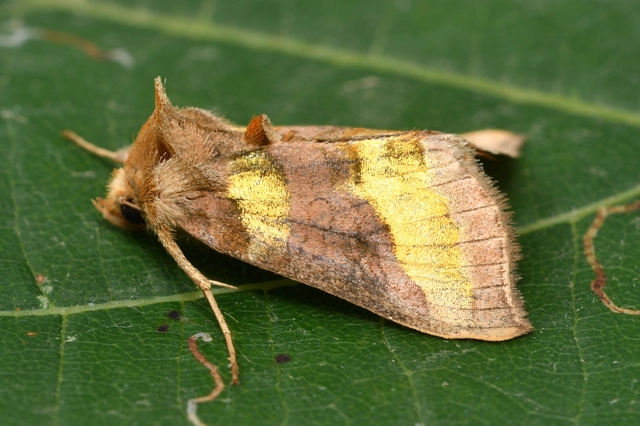 Diachrysia chrysitis - aranybagoly