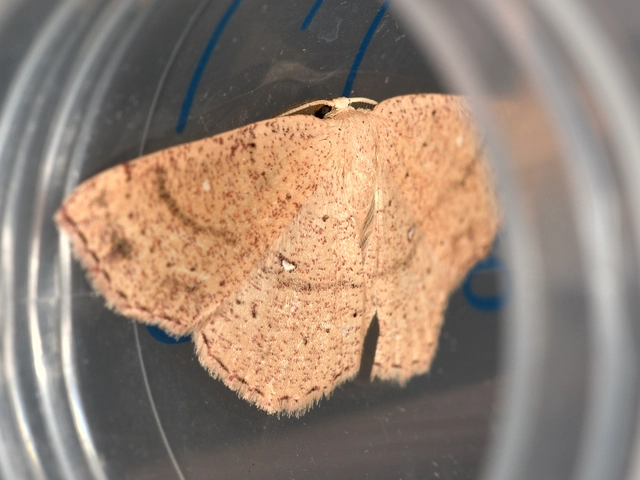 Cyclophora ruficiliaria - vörösrojtú pettyesaraszoló