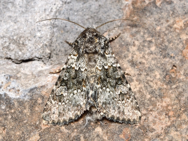 Hecatera dysodea - parajbagoly