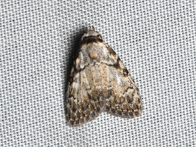 Meganola strigula - hamvas pamacsosszövő