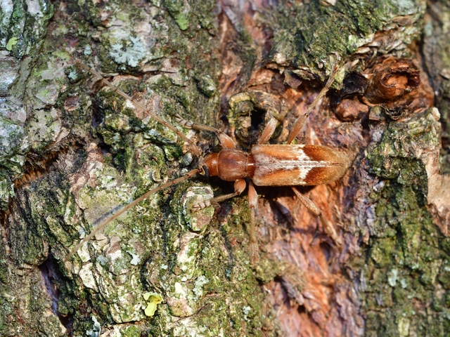 Trichoferus pallidus - sápadt éjicincér