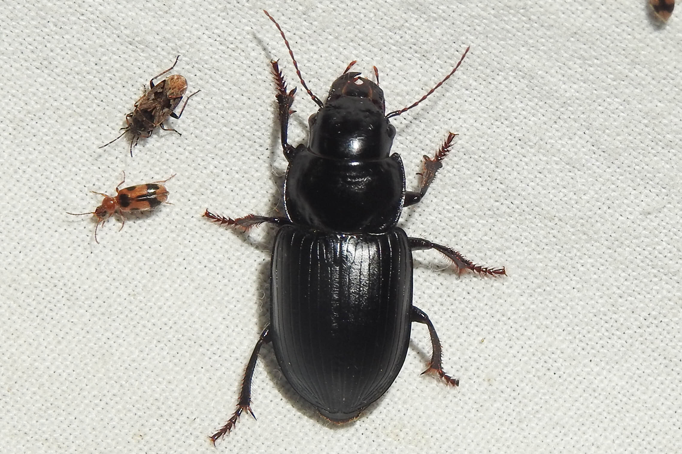 Acinopus ammophilus - nagy aknásfutó