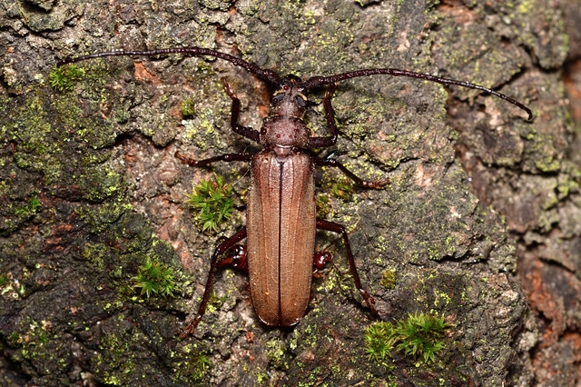 Aegosoma scabricorne - diófacincér
