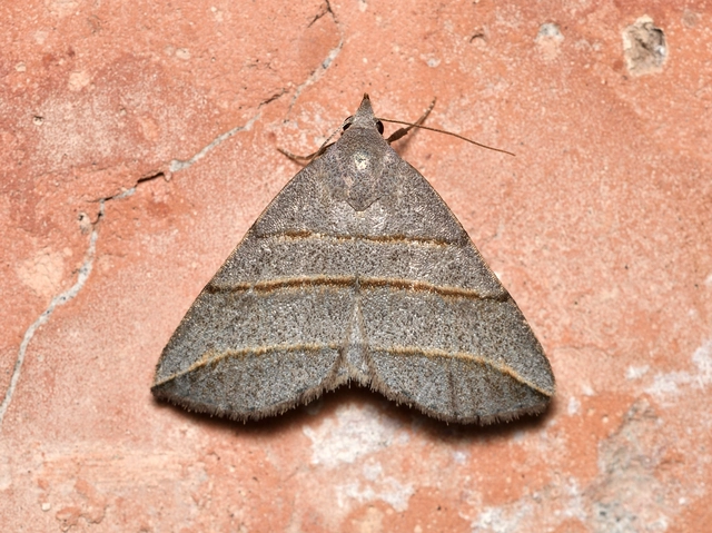 Colobochyla salicalis - háromsávos törpebagoly