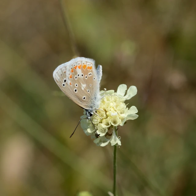 Polyommatus dorylas - fénylő boglárka