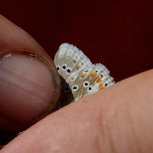 Polyommatus dorylas - fénylő boglárka