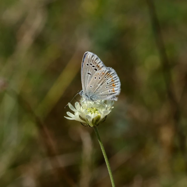 Polyommatus dorylas - fénylő boglárka