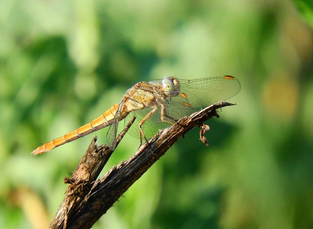 Orthetrum brunneum - pataki pásztorszitakötő