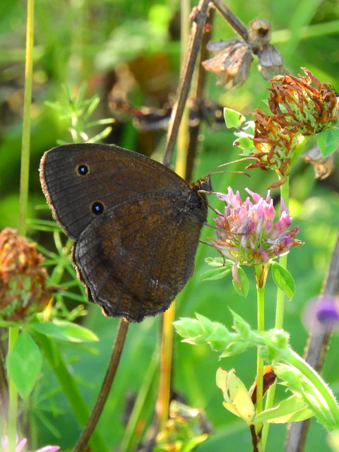 Minois dryas - fekete szemeslepke