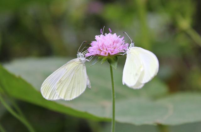 Leptidea sinapis - mustárlepke