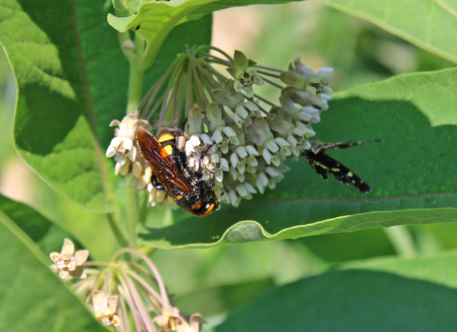 Megascolia maculata - óriás-tőrösdarázs