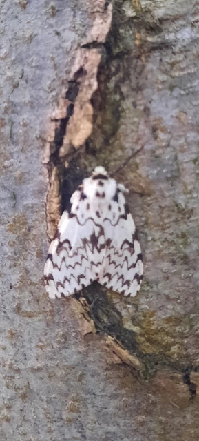 Lymantria monacha - apácalepke