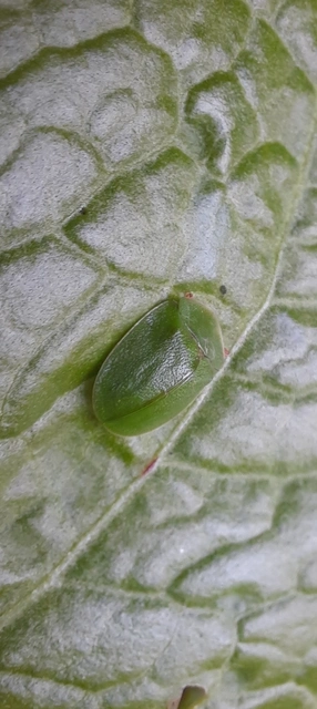 Cassida viridis - zöld pajzsbogár Cassida viridis - zöld pajzsbogár