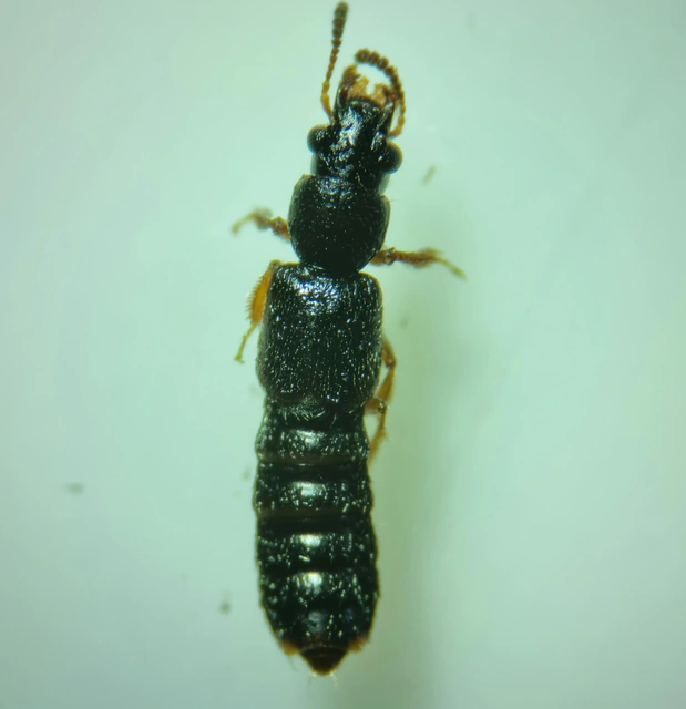 Bledius gallicus - kis ásóholyva Bledius gallicus - kis ásóholyva