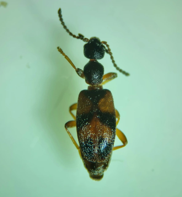 Anthicus antherinus - közönséges fürgebogár