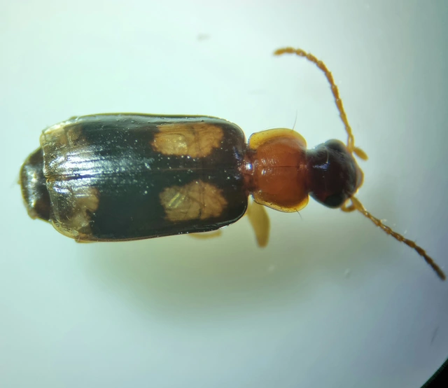 Dromius quadrimaculatus - négyfoltos kéregfutó