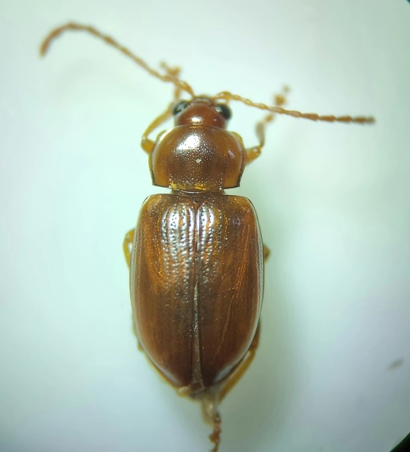 Neocrepidodera