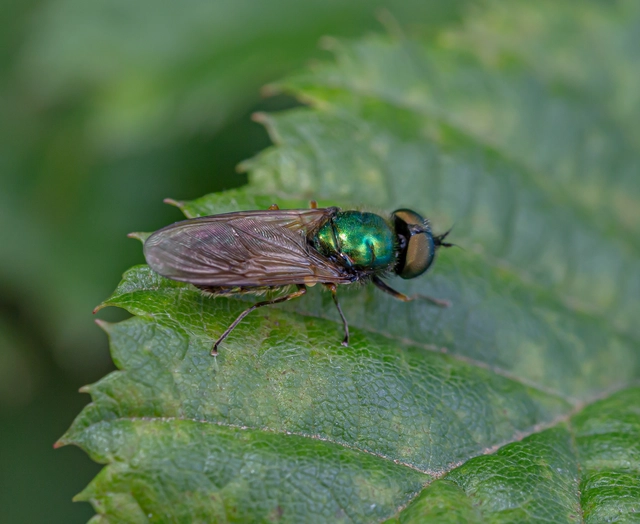 Chloromyia