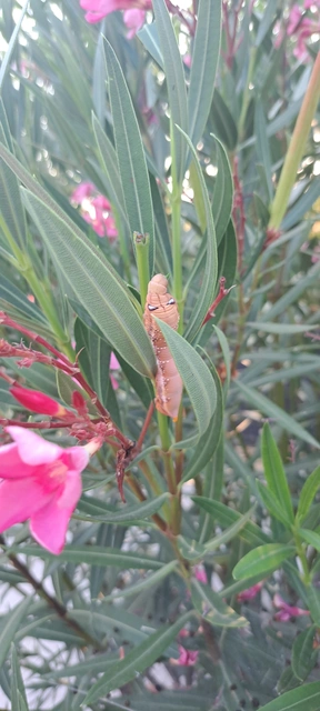 Daphnis nerii - oleanderszender